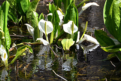 水芭蕉